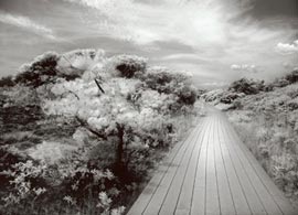 Digital B/W infrared image taken with canon 20d creates a sureal vision of Fire Island boardwalk