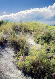 Scenic phot of Fire Island dunes. Digital infrared photo.