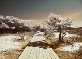 Boradwalks through the dunes