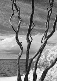 Twisted tree infrared digital print